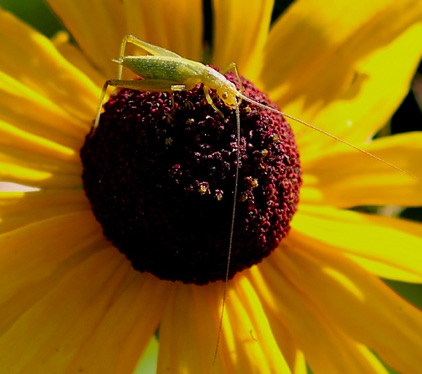 Narrow-winged Tree Cricket.jpg