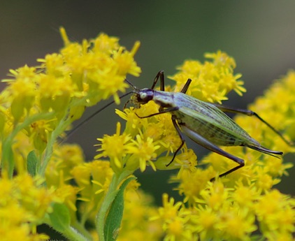 Forbes' Tree Cricket 400.jpg