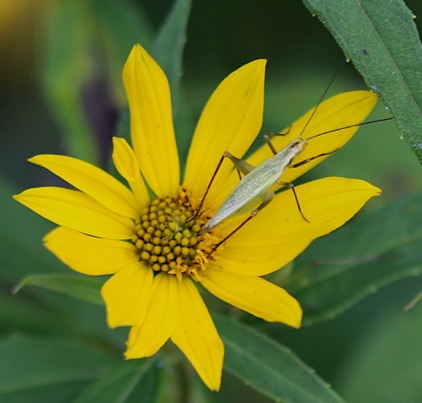 Tree Cricket.jpg