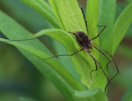 Harvestman
Leiobunum spp.