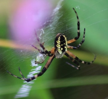 Yellow Garden Spider
Argiope auirantia