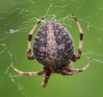 Cobweb
Theridiidae spp.