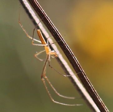 Long-jawed Orb Weaver
Tetragnatha spp.