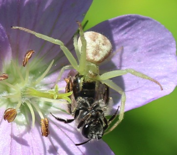 Goldenrod Crab Spider feeding
Mecaphesa spp.