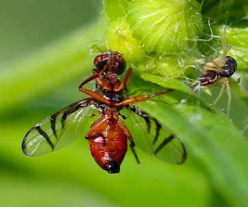 Signal Fly caught by Spider