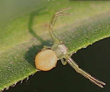 Crab Spider