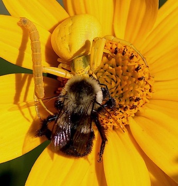 Goldenrod Crab Spider 
feeding on Bumble bee