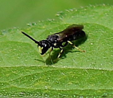 Yellow-masked Bee
Hylaeus spp.