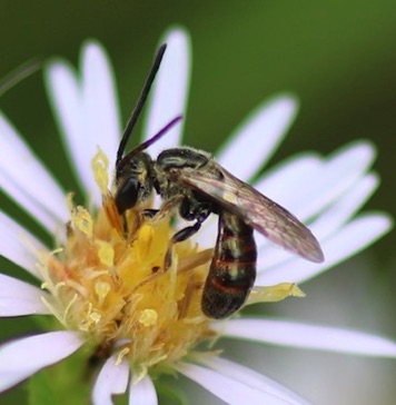 Lasioglossum Bee
Zephyr dialictus