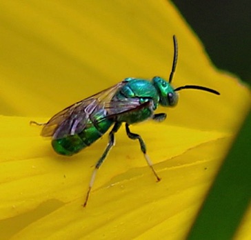 Green Metallic Bee