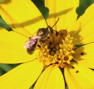 Golden Green Metallic Bee