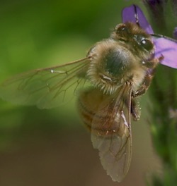 Western Honey Bee (ISU)