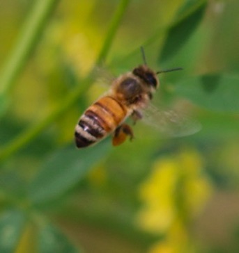 Honey Bee
Apis mellifera  (U of IL)