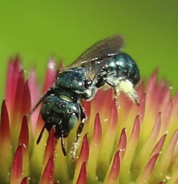 Small Carpenter Bee
Ceratina spp.