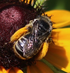 Eastern Long-horned Bee
Melissodes deaticulata