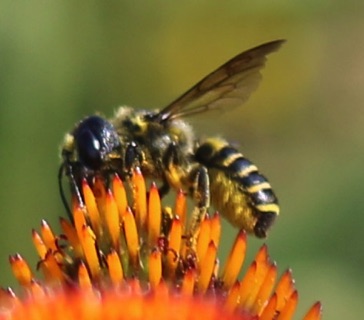 Flat-tailed Leaf-cutter Bee
Megachile mendica