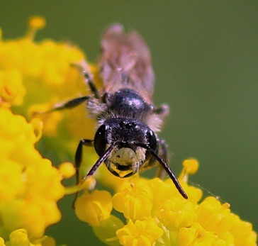 Slender-faced Masked Bee