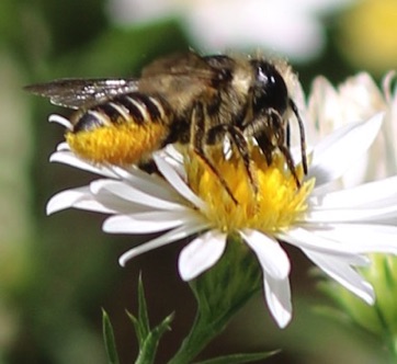 Friogiod Leaf-Cutter Bee
Megachile frigida