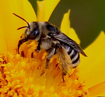 Frigid Leafcutter Bee