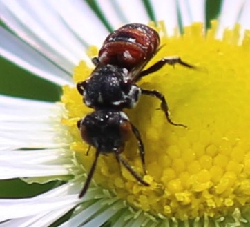 Cuckoo Bee
Holcopasitds calliopsidis