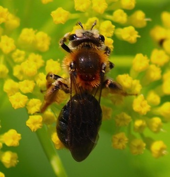 Andrena
Andrena nivalis