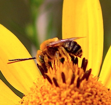 Long-horned Bee 911