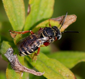 Sumac Cellophane Cuckoo Bee
E;peolus lectoides