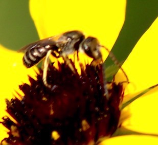 Confusing Metallic-Furrow Bee
Halibuts confuses