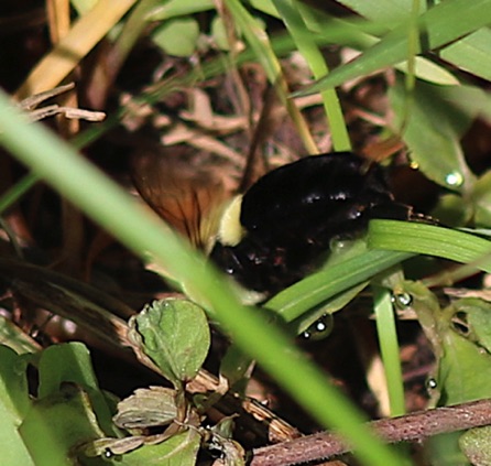 Bumble bee entering its nest