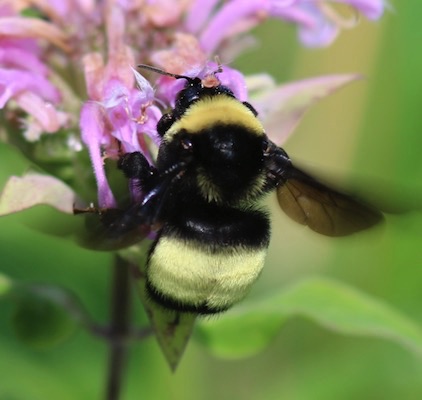 American Bumble Bee*
Bombus pensylvanicus