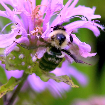 Golden Northern Bumble Bee
Bombus fervidas