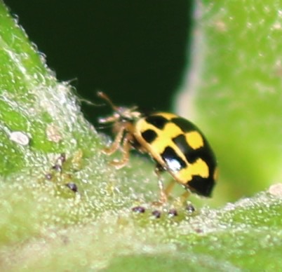 Fourteen-spotted Ladybird (alien)*
Propylea quatuordecimpunctata