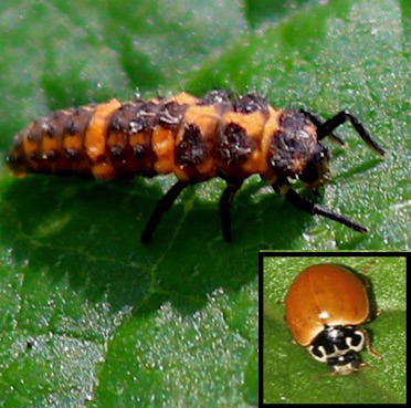 Spotless Ladybird
Cycloneda munda