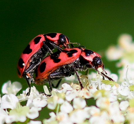 Spotted Ladybird
Coleomegilla maculate lengi