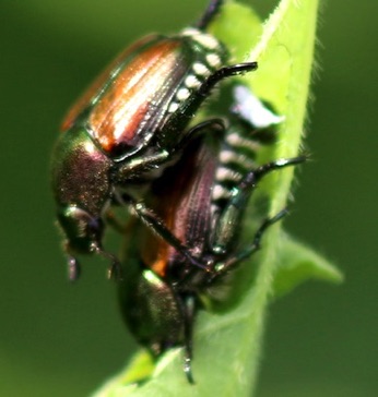 Japanese Beetles*
Papilla japonioca