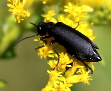 Black AsterBug, Blister Beetle*
Epicauta pensylvanica