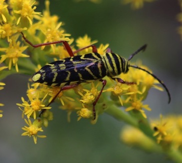 Locust Borer*
Megacyllene robiniae