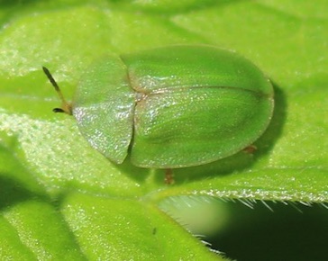 Thistle Tortoise*
Cassida rubiginosa