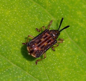 Leaf Beetle*
Sumitrosis inaequalis