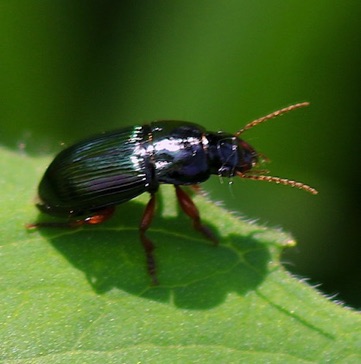 Seed Eating Ground Beetle*
Amara quenseli