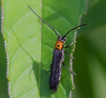 Raspberry Cane Borer*
Oberea perspicillata