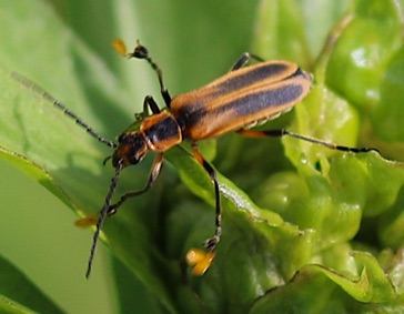 Marginal Leather-wing*
Chauliognathus marginatus