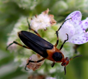 Wedge-shaped*
Macrosiagon limbata