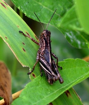 Red-legged Grasshopper
Melanoplus femurrubrum