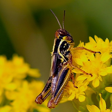 Red-legged Grasshopper
Melanoplus femurrubrum