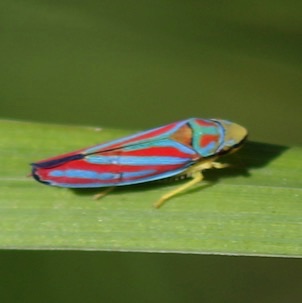 Scarlet & Green Leafhopper
Graphocephala coccinea