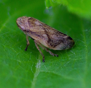 Meadow Spittlebug
Philaenus spumarius