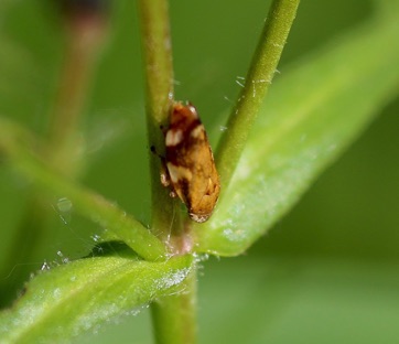 Leafhopper Unknown