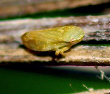 Meadow Spittlebug
Philaenus spumarius