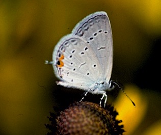 Eastern Tailed-blue 
Cupido comyntas